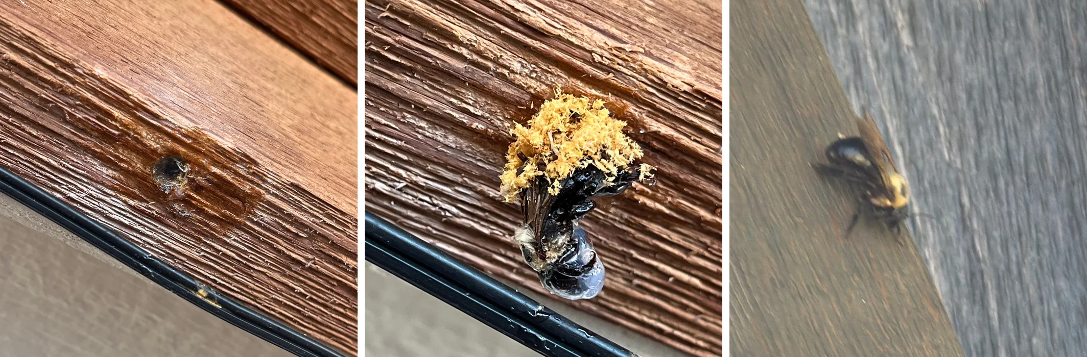 Three Pest Me Off job photos of carpenter bees: a round hole bored in a fascia board, a carpenter bee backing out of its hole under fresh wood shavings, and a carpenter bee on a wooden beam