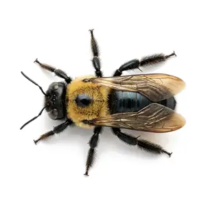 Carpenter Bee