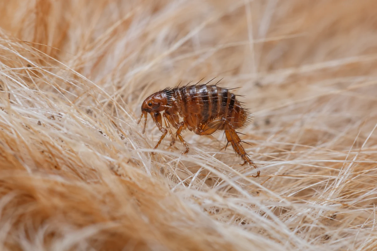 Cat Flea (House Flea) on natural substrate showing flat sides and oversized hind legs