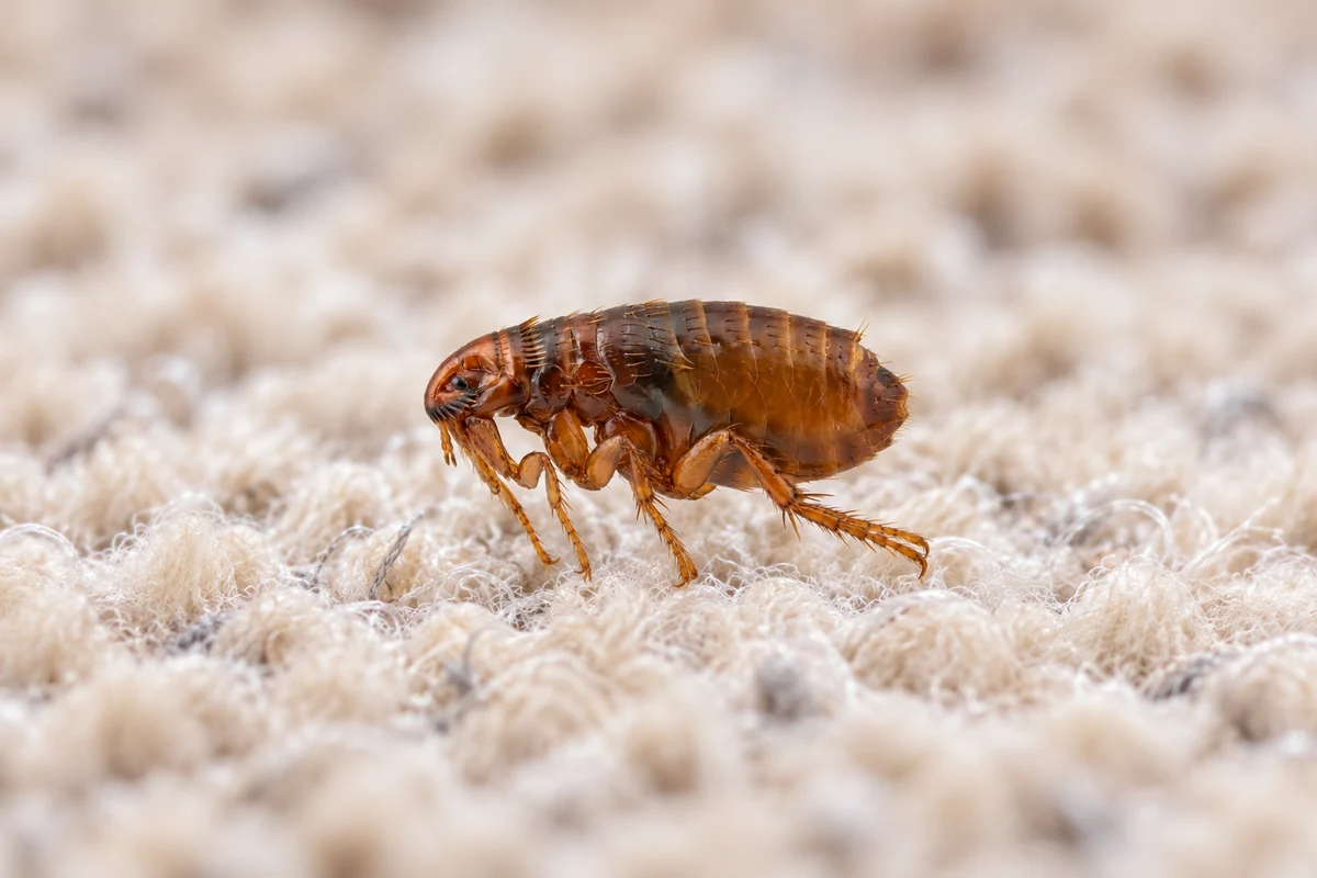 A reddish brown cat flea in the fur of a pet