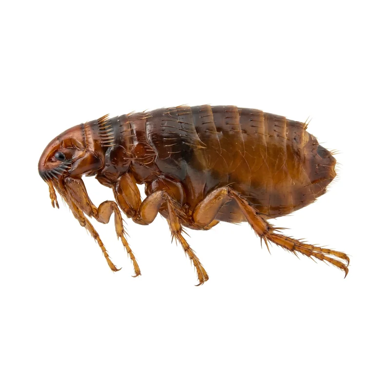 Photo of a cat flea
