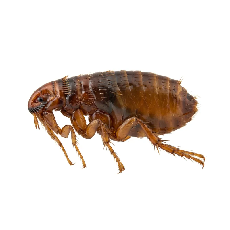 Photo of a cat flea from the side