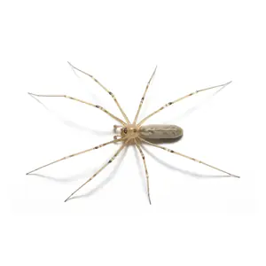 Cellar Spider