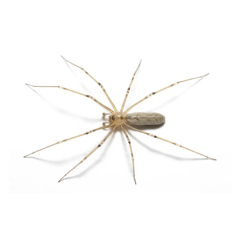 Cellar Spider