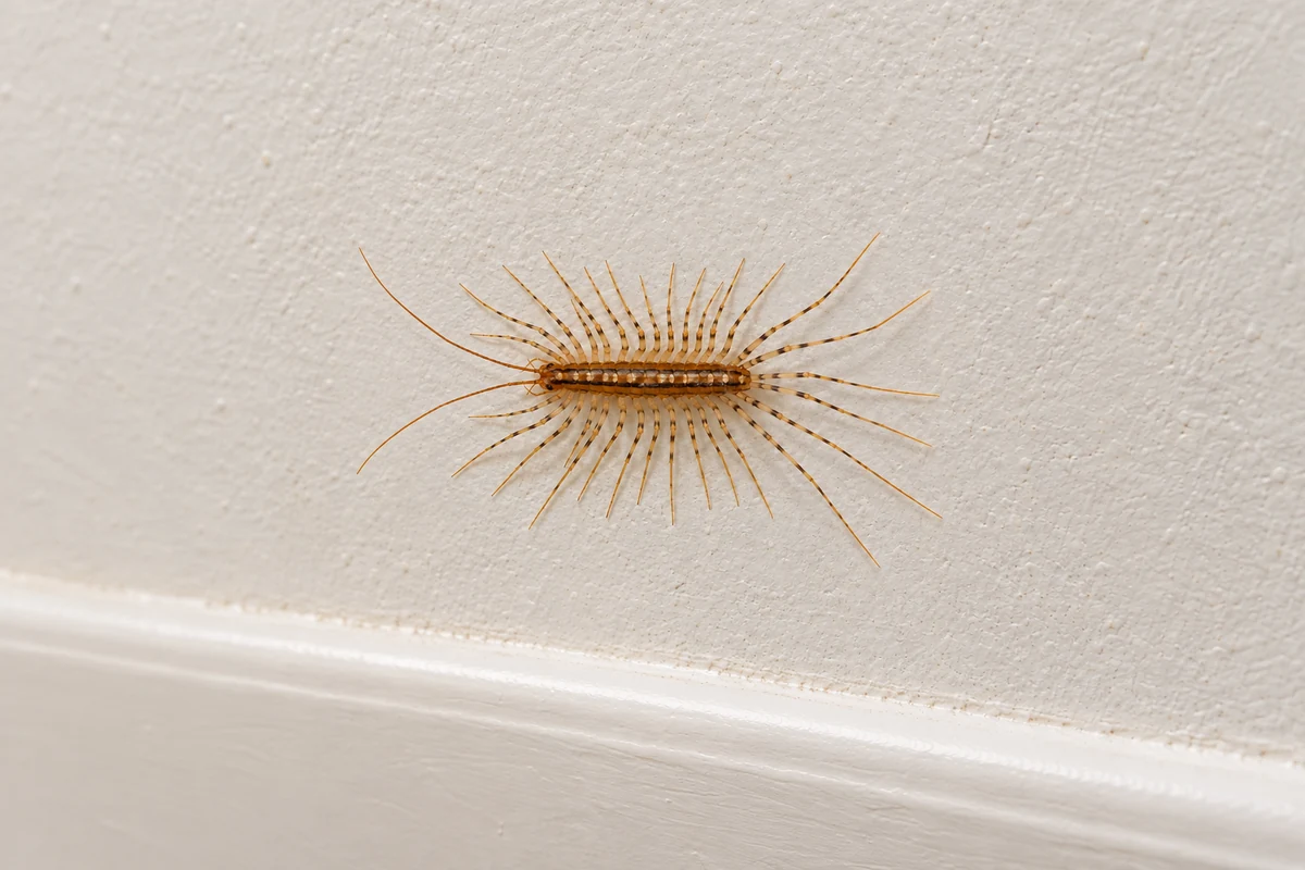 A house centipede with long striped legs on a damp bathroom floor beside the tub