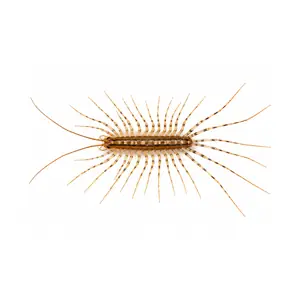 centipede identification