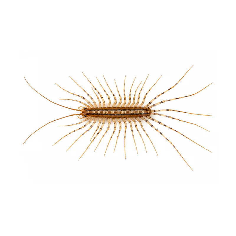 Millipede 5 Photo of a house centipede