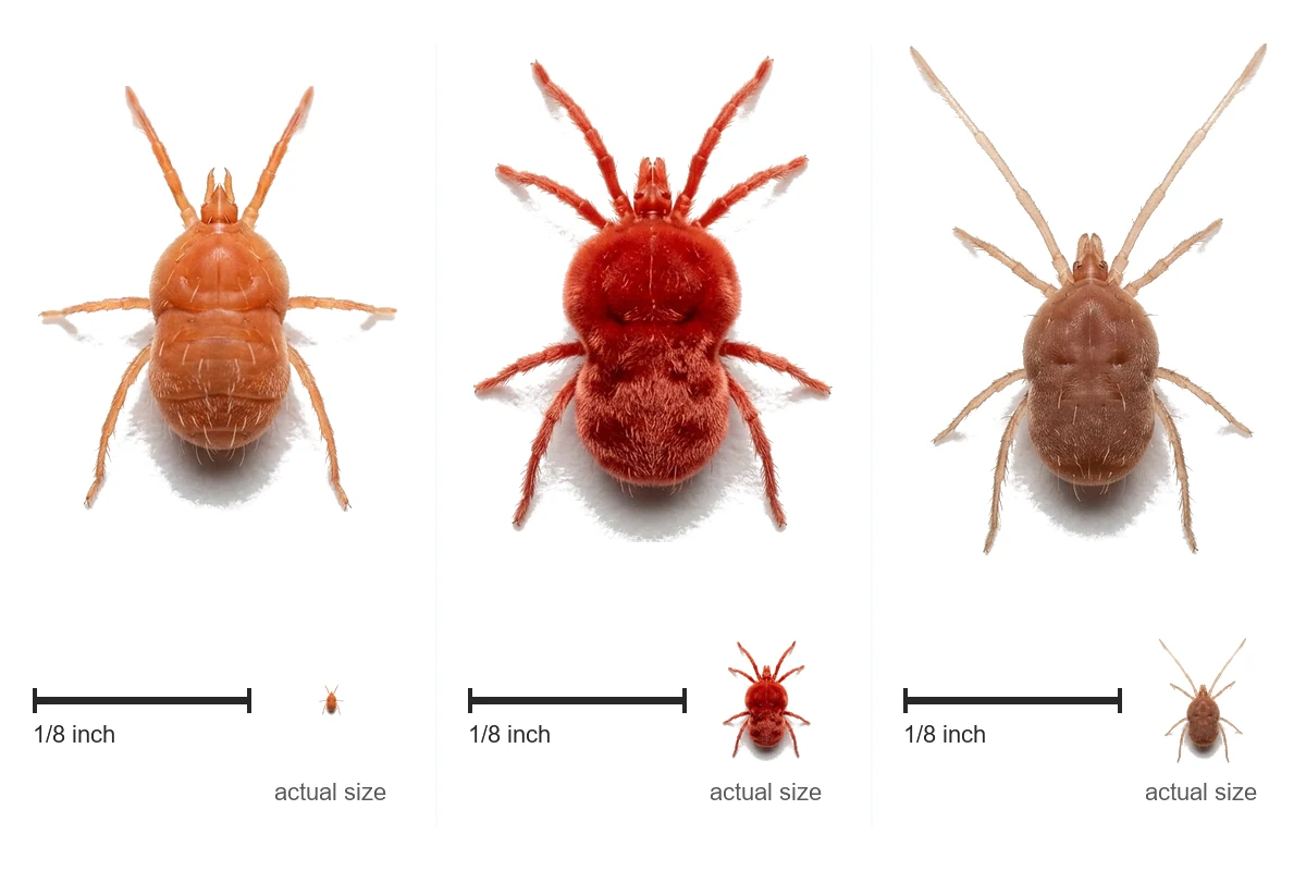 Chigger young with six legs, red velvety adult chigger and clover mite magnified, each shown at actual size beside a one eighth inch bar