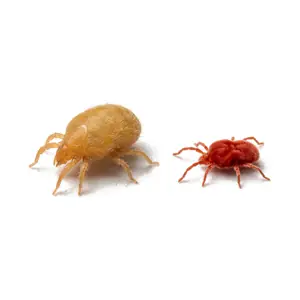 Chigger control McKinney TX