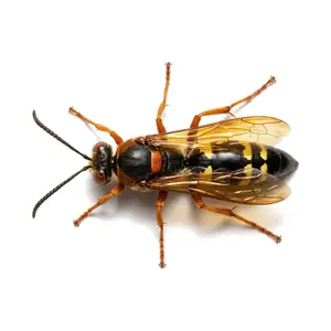 Cicada Killer