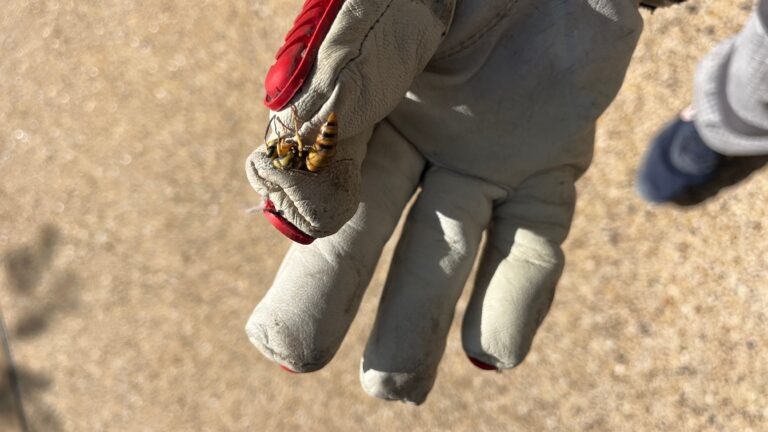 A large yellow and black cicada killer wasp resting on the fingertip of a technician's white leather work glove with red trim, above a sandy concrete surface.