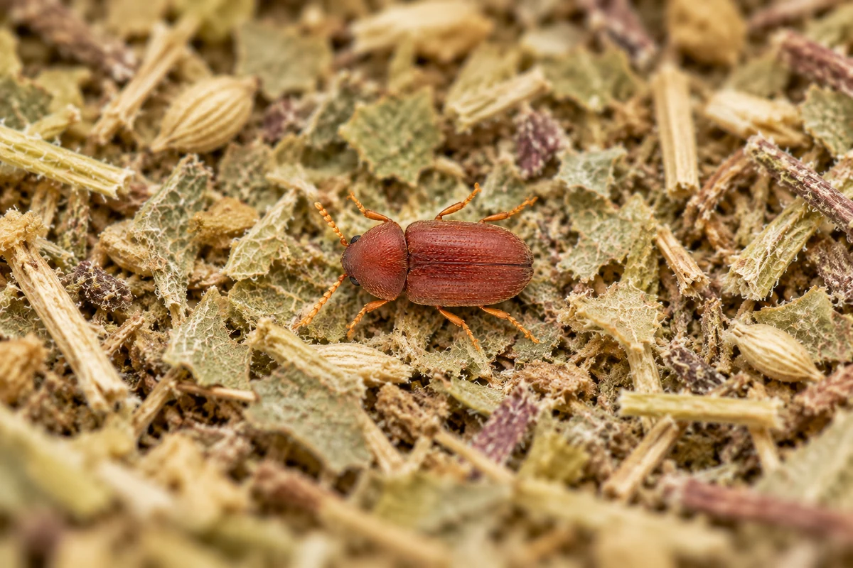 A small light brown cigarette beetle on the rim of an open spice jar in a home pantry