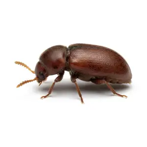cigarette beetle identification