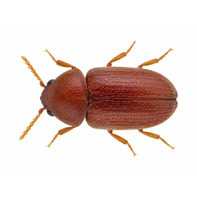 Photo of a cigarette beetle