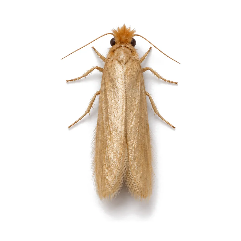 A webbing clothes moth at rest seen from above, with narrow plain golden wings and a reddish tuft of hair on its head