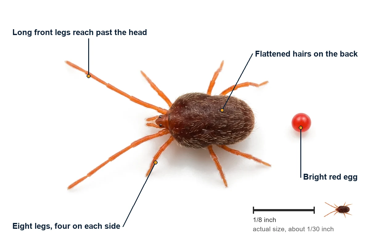 Labelled drawing of a clover mite showing the long front legs reaching past the head, the eight legs and the flattened hairs on its back, with a bright red egg beside it