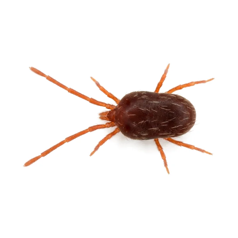 Magnified clover mite on a white background, its long front legs reaching out past the head