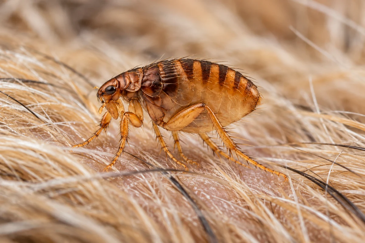 A reddish brown dog flea in the fur of a dog
