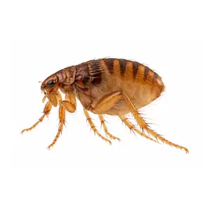 dog flea identification