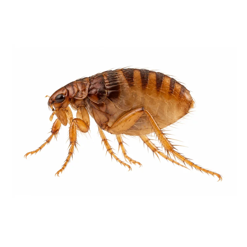 Cat Flea 5 Photo of a dog flea