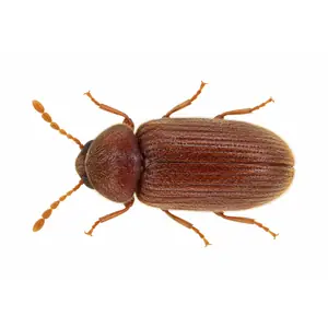 drugstore beetle identification