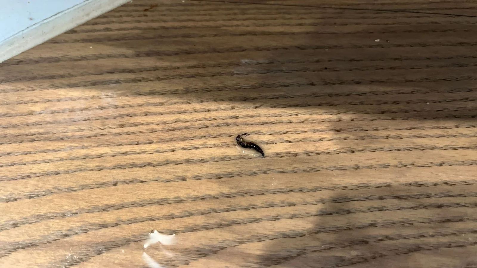European earwig with rear pincers found indoors on a wood floor during a McKinney TX job, July 2025