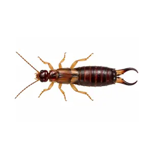 earwig identification