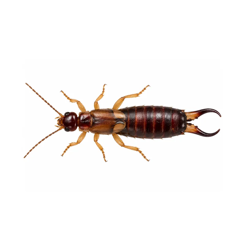 A whole earwig seen from above, showing its long reddish brown body, short wing covers, pale legs and the pincers at its tail