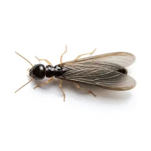 Eastern Subterranean Termite