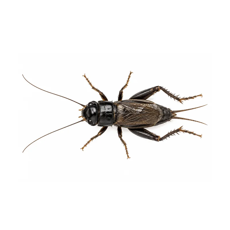 Photo of a field cricket