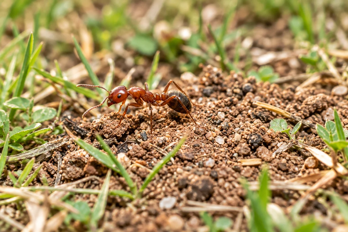A red imported fire ant worker on loose mound soil at the edge of a lawn