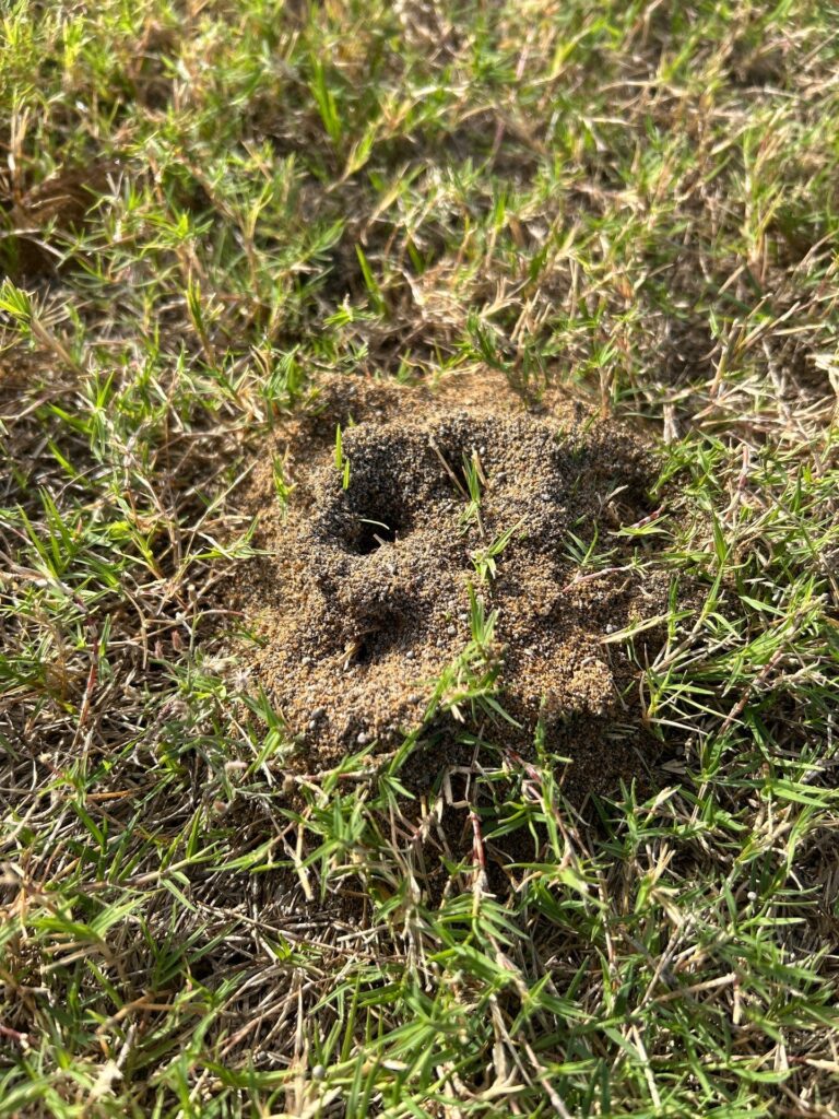 Fire Ant Mound in a McKinney Lawn 3 A raised sandy fire ant mound with open holes, built up in a patch of green and brown lawn grass.