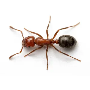 ant control McKinney TX