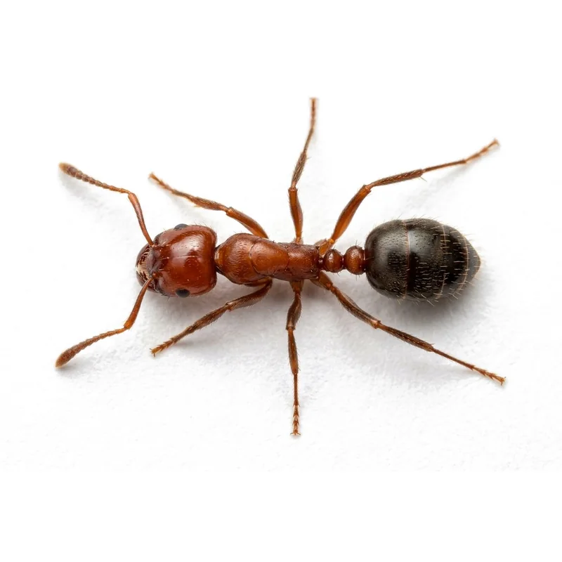 Imported Red Fire Ant - fire ant control in McKinney TX