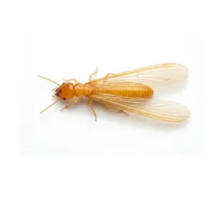formosan subterranean termite identification
