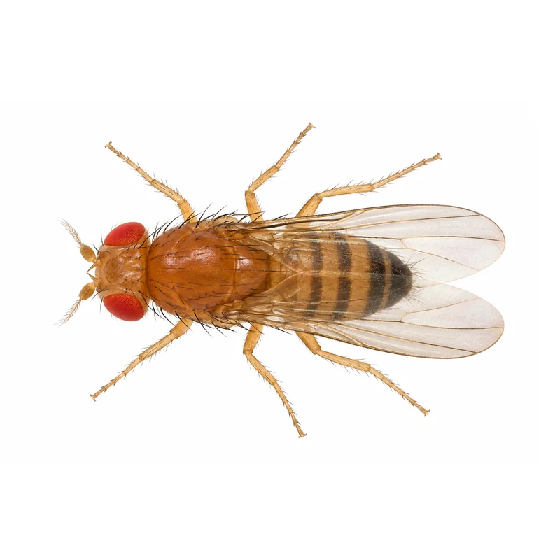 A close view of a fruit fly from above, showing its red eyes, tan body with dark bands at the back and two clear wings
