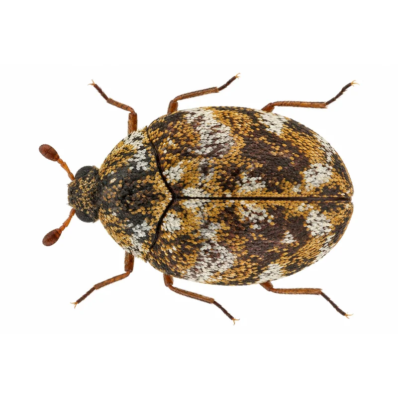 Black Carpet Beetle 6 Photo of a furniture carpet beetle