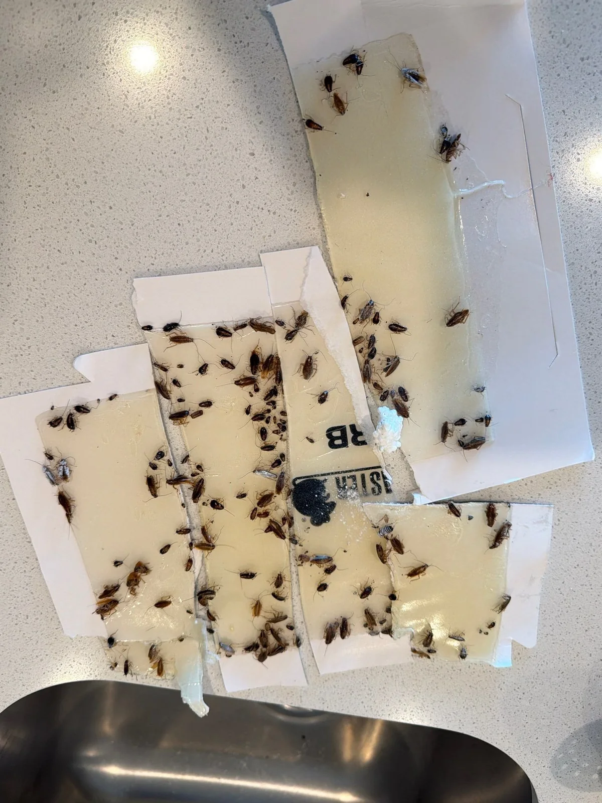 Sticky glue boards loaded with German cockroaches from a Pest Me Off treatment in Princeton TX, February 2026