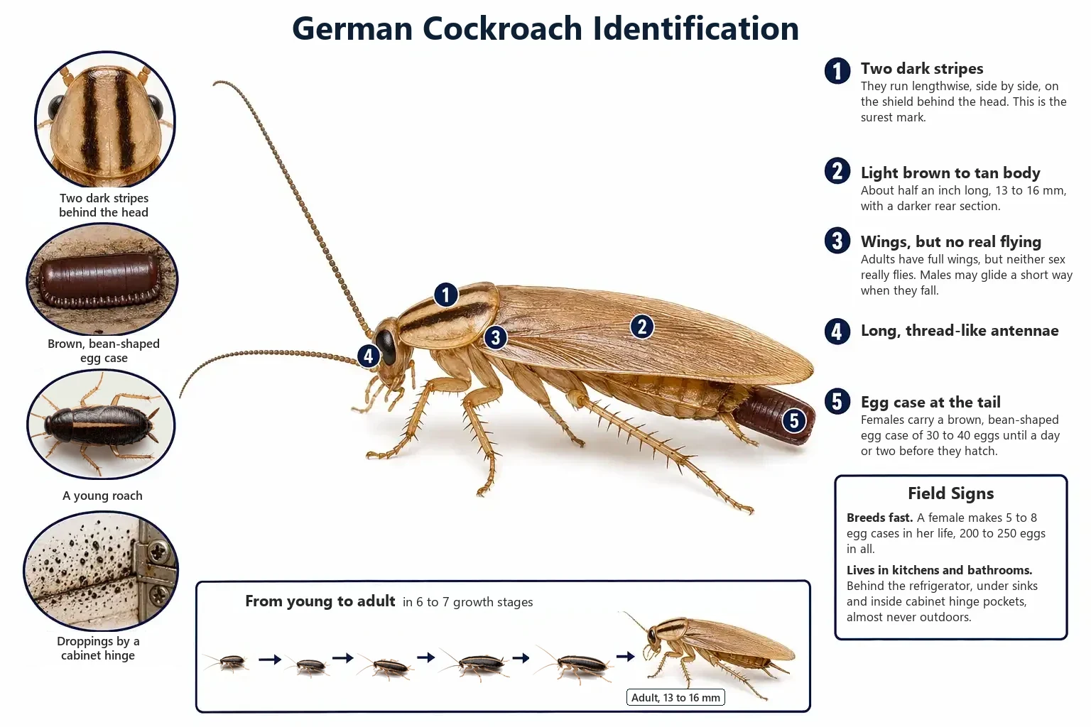 Labeled photo of a German cockroach pointing out the two dark stripes behind the head and the egg case carried at the tail