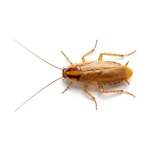 cockroach control McKinney TX