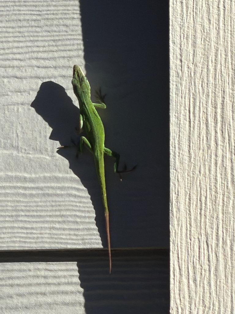 A green anole lizard clings to textured exterior siding in bright sunlight on a residential wall in Allen, Texas during a routine inspection.
