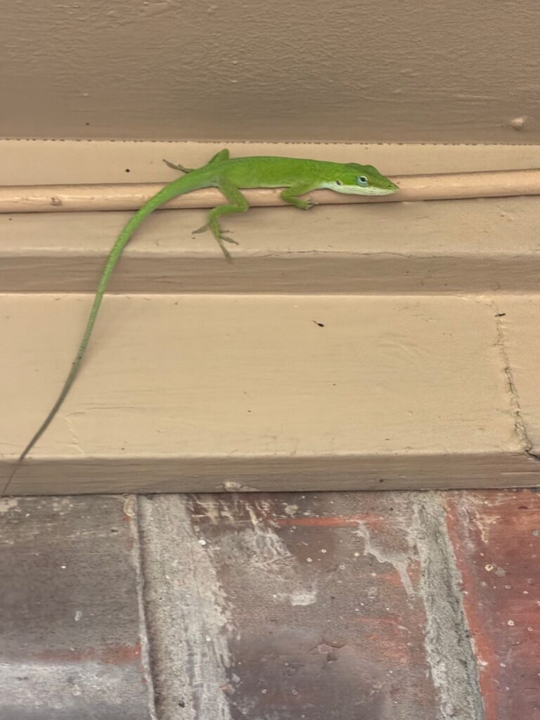 A bright green anole lizard resting on painted exterior wall trim above a brick surface.
