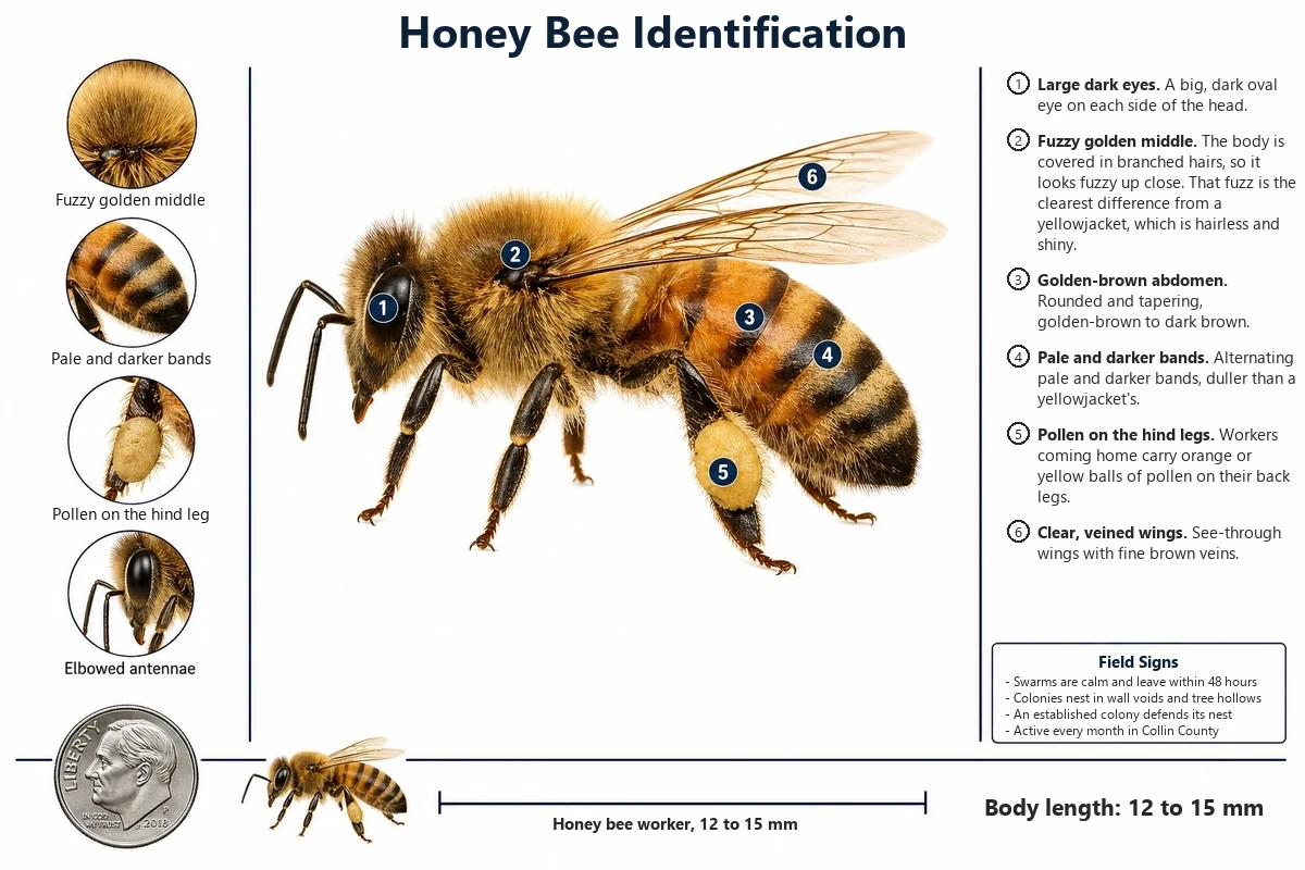Labeled photo of a honey bee pointing out its fuzzy body, the pollen on its hind leg, its banded abdomen and its size next to a yellowjacket