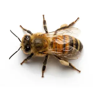 Honey Bee