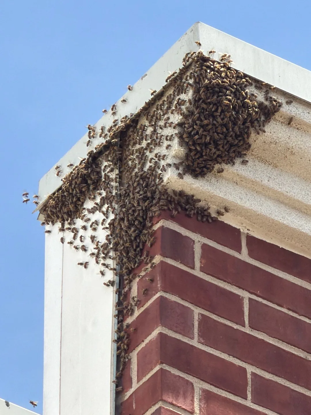Bee Removal 16 Honey bee swarm clustered on the corner trim of a brick building during a Pest Me Off job in Allen TX, May 2026
