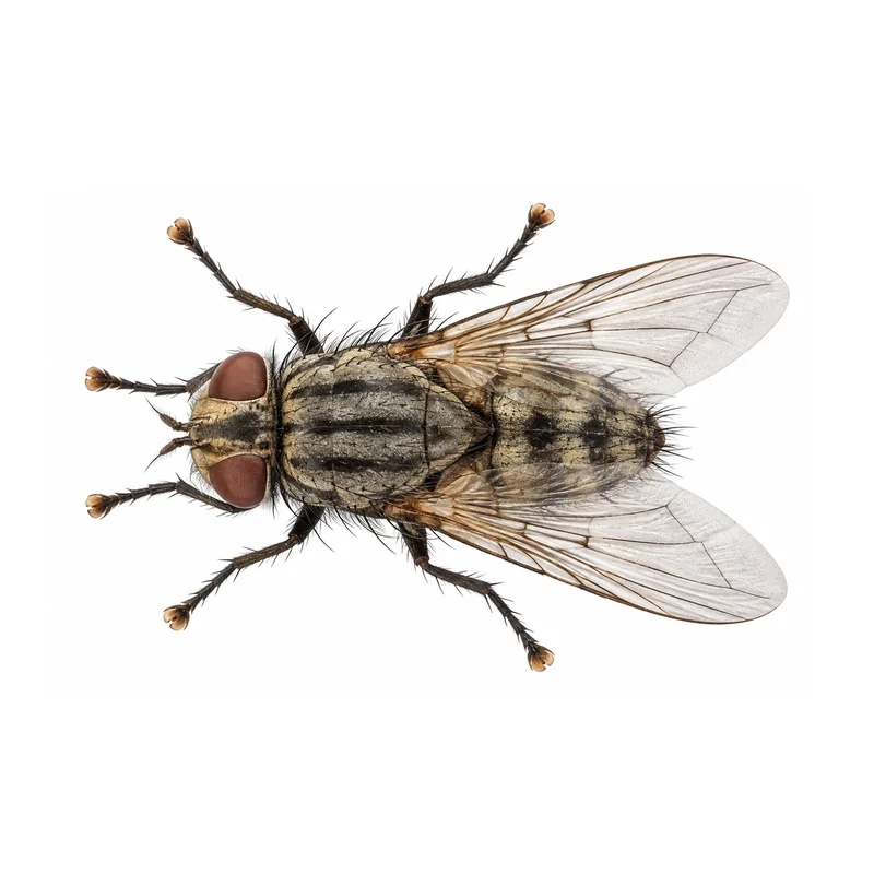 Fruit Fly 5 Photo of a house fly