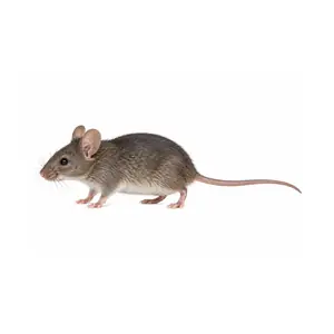 house mouse identification