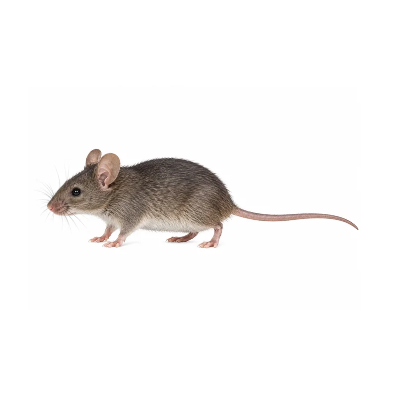 A whole house mouse side-on, showing its small gray brown body, large rounded ears and pointed nose