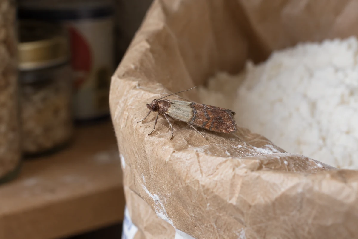 Indianmeal Moth (Pantry Moth) on natural substrate showing two-tone copper and cream wings