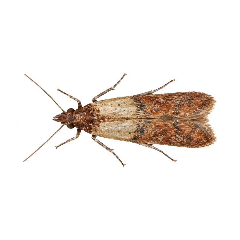An Indian meal moth at rest seen from above, with pale gray wing bases and reddish copper wing tips